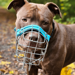 Ablauf Maulkorbberatung & Infos